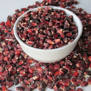 JIMMY RED HEIRLOOM Corn - Pkt 25 Seeds