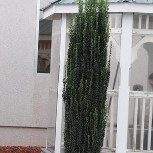 May include: A tall, slender evergreen shrub with dark green foliage. The plant is positioned in front of a white gazebo with a green roof and a light-colored building. The shrub's shape is columnar, and it has a dense, textured appearance.