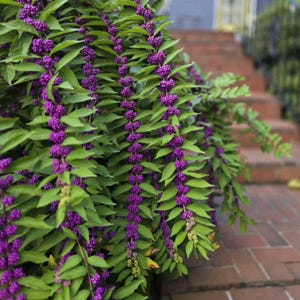 May include: A close-up of a bush with vibrant green leaves and clusters of small, round, purple berries. The berries hang in long, cascading strands. The background shows a brick walkway and steps.