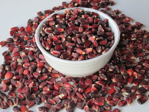 Jimmy Red Heirloom Red Corn Pkt 100 Seeds Etsy Jimmy Red Heirloom Red Corn Pkt 100 Seeds Etsy