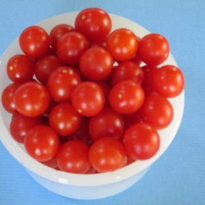 May include: A white bowl filled with bright red cherry tomatoes. The tomatoes are round and shiny, with a few small yellow spots. The bowl sits on a light blue surface, creating a fresh and vibrant image.