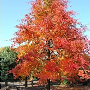 May include: A vibrant tree in autumn, showcasing a full canopy of red, orange, and yellow leaves against a clear blue sky. The tree's trunk is dark, and fallen leaves cover the ground.