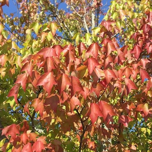 May include: A deciduous tree canopy featuring star-shaped leaves transitioning in color from vibrant lime green to deep autumn red. The foliage is dense and layered, with thin dark branches visible throughout, set against a clear blue sky.