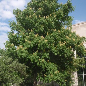 May include: A large horse chestnut tree with dense green foliage and numerous upright, conical clusters of white and yellow flowers. The tree stands against a bright blue sky with scattered white clouds, positioned next to a light-colored building.
