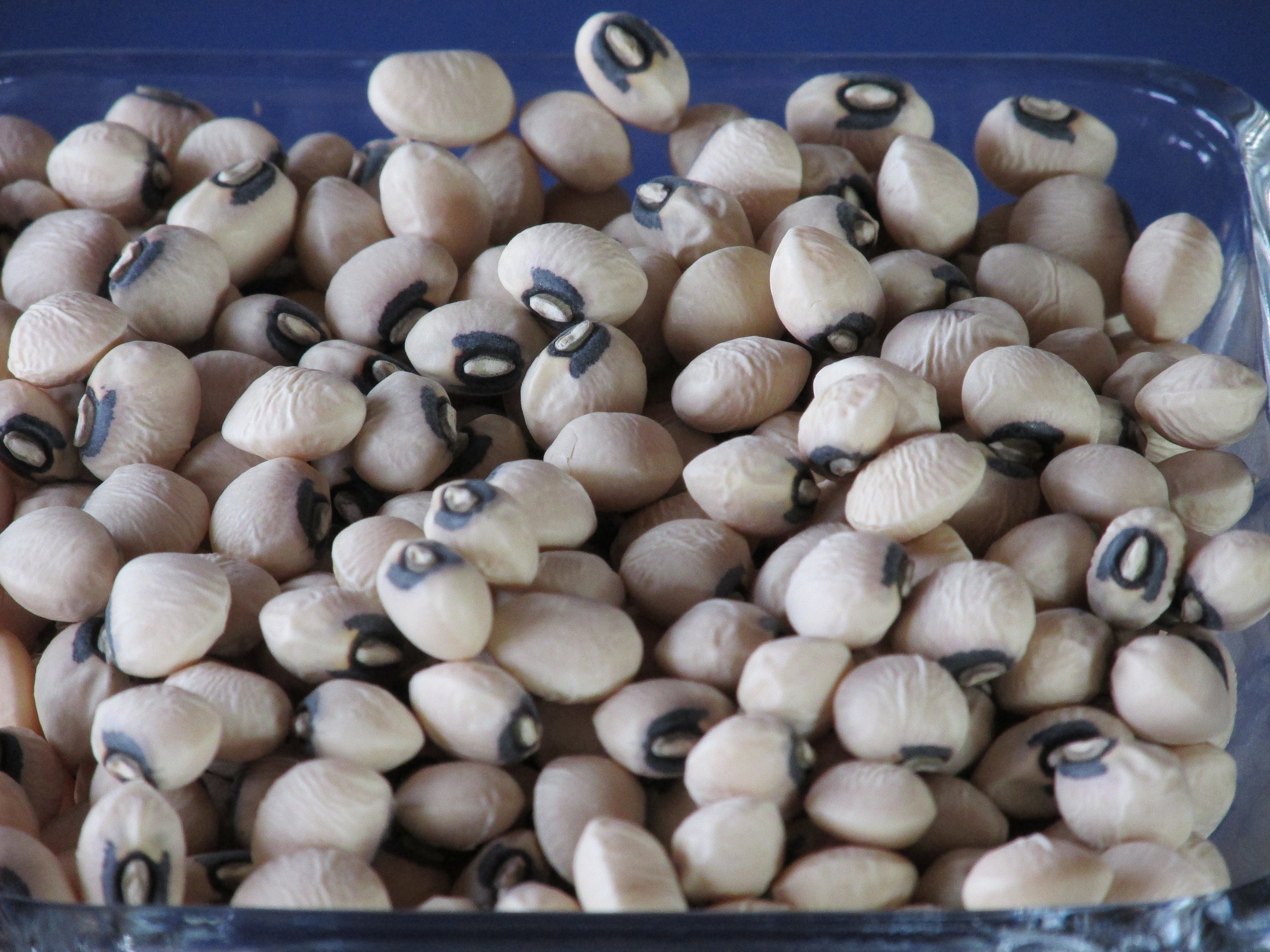 Queen Anne BLACKEYE Pea - Heirloom Seeds - 100 seeds/pkt.