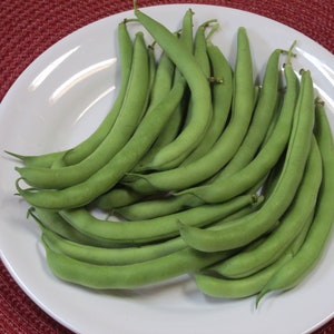 BLUE LAKE 274 Green Bean- Heirloom - Favorite Bean - Pkt. 50 Seeds