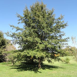May include: A large, mature tree with a full canopy of green leaves, casting a shadow on the green grass below. The tree stands tall against a clear, blue sky, with other trees and foliage visible in the background.