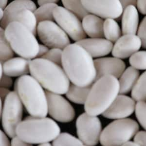 GREAT NORTHERN WHITE Bean - Very Old Heirloom - Pkt. 50 seeds