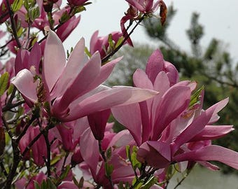 Ann Magnolia - 18 - 24" Tall, Grown in a Trade 1 Gallon
