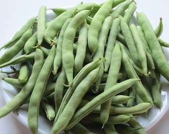 WHITE HALF RUNNER Green Bean - Heirloom - Old Time Southern Favorite- Pkt 100 Seeds