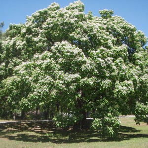 May include: A large, mature catalpa tree with a dense, rounded canopy covered in broad, heart-shaped green leaves and clusters of white, trumpet-shaped flowers. The tree stands in a grassy area under a clear, bright blue sky during the daytime.