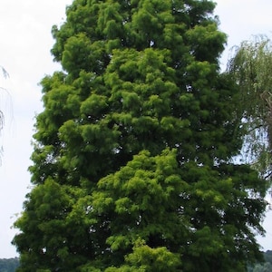 May include: A tall, mature tree with dense, green foliage. The tree's trunk is dark brown, and the leaves are a vibrant green. The tree is situated near a body of water, with a clear sky in the background.