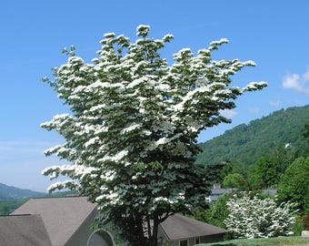 Kousa Dogwood - 4" Pot - 18 - 24" Tall