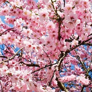 Okame Flowering Cherry - (1) Cherry Tree - 2.5&quot; Pot - Ready To Grow For You!