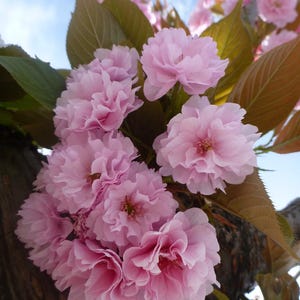 Kwanzan Cherry - (1) Double Pink Flowering  Tree - 2.5&quot; Pot - Ready To Grow for You!