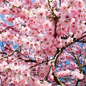 Okame Flowering Cherry - (3) Cherry Trees - 2.5&quot; Pots - Ready To Grow For You!