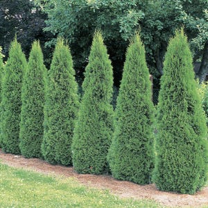 May include: A row of vibrant green evergreen trees, likely arborvitae, neatly arranged in a garden. The trees are conical in shape and create a natural privacy screen. The background features a small wooden structure and lush greenery.