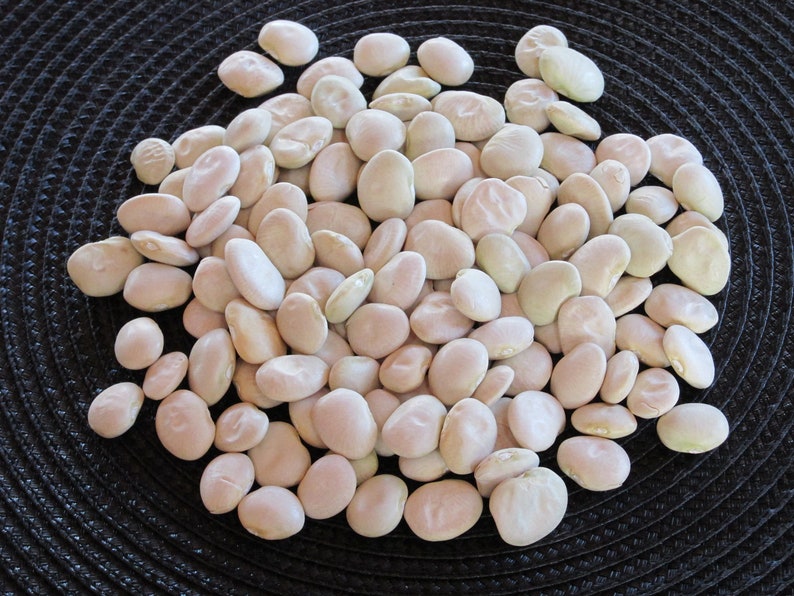 FORDHOOK LIMA BEAN Heirloom Large Bean All Time Favorite Pkt 100 Seeds
