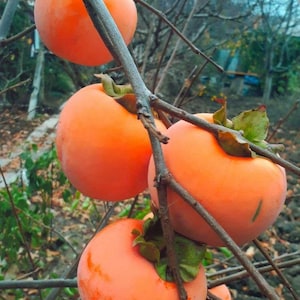 May include: Close-up of several ripe persimmons hanging from a tree branch. The fruits are a vibrant orange color with green calyxes. The branches are brown and the background is blurred.