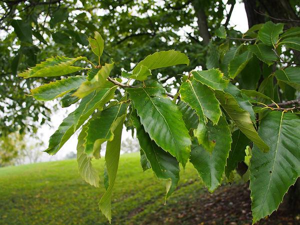 Improved Chinese Chestnut Tree: 24 - 30