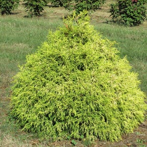 May include: A vibrant, rounded evergreen shrub with bright yellow-green foliage. The plant is set against a backdrop of green grass and other small trees, creating a natural, outdoor scene. The shrub's dense, textured leaves are a focal point.