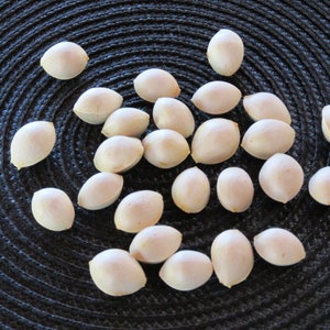 GINKGO BILOBA - (12+) - FRESH  seeds (2024 crop), Maidenhair Tree Seeds