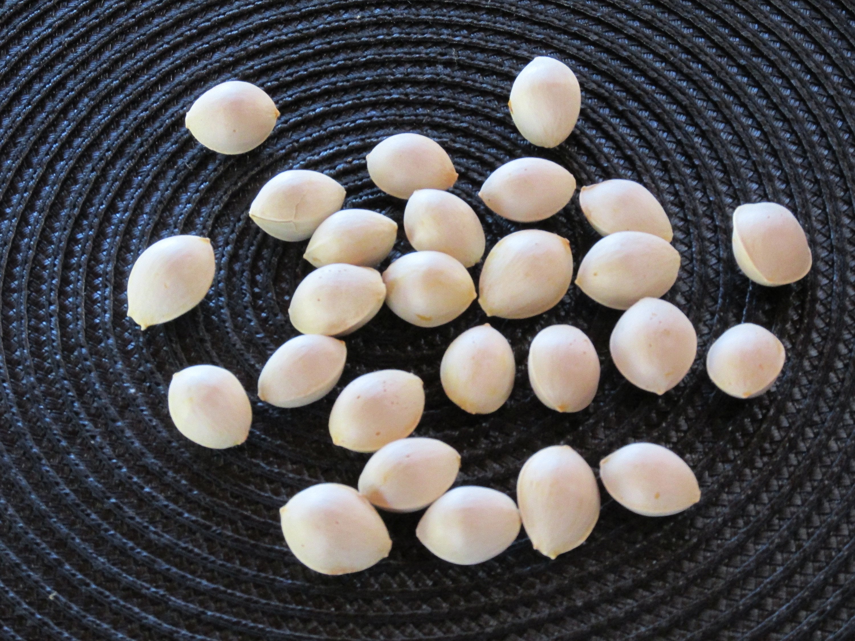 GINKGO BILOBA - (12+) - FRESH  seeds (2024 crop), Maidenhair Tree Seeds