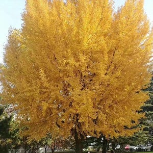 May include: A large ginkgo tree with a dense canopy of vibrant yellow fan-shaped leaves during the autumn season. The tree has a thick, textured brown trunk and stands upright in a park setting with green grass and fallen leaves on the ground.