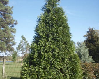 Green Giant Arborvitae - (5)  Plants in 2.5" Pots - Ready To Grow for You!