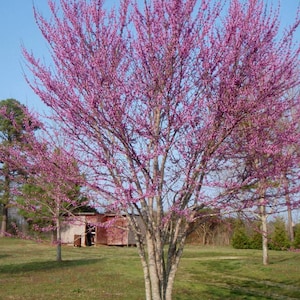 May include: A vibrant tree in full bloom, showcasing a profusion of small, pink flowers against a clear blue sky. The tree's branches are laden with blossoms, creating a striking visual display. The scene is set in a grassy field with a small building in the background.