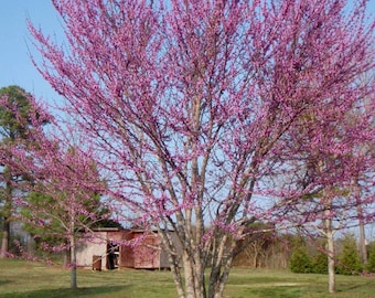 Peut inclure: Un arbre en pleine floraison, orné de petites fleurs roses, se détachant sur un ciel bleu clair. Les branches de l'arbre sont chargées de fleurs, créant un spectacle visuel saisissant. La scène se déroule dans un champ herbeux avec un petit bâtiment en arrière-plan.