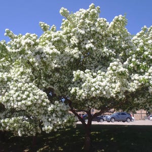 Chinese Fringe Tree - Trade Gallon - 1 - 2ft  Tall - Ready To Grow For You!