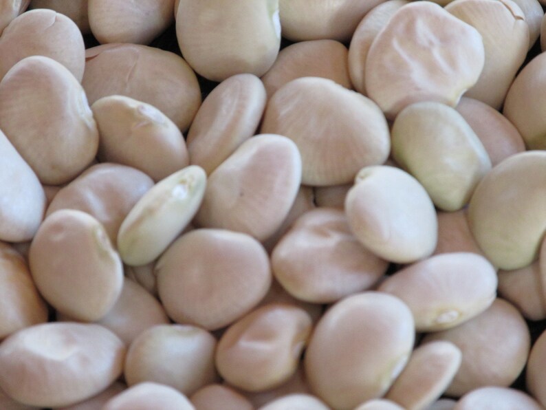 FORDHOOK LIMA BEAN Heirloom Large Bean All Time Favorite Pkt 100 Seeds