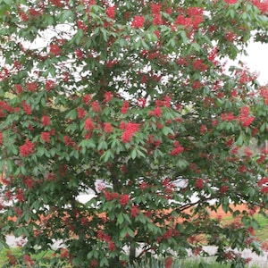 May include: A mature tree with a full canopy of green leaves and clusters of vibrant red flowers. The tree's branches are visible, and the image is taken outdoors, showcasing the natural beauty of the plant.