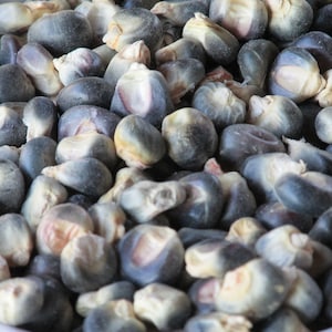 BLUE HOPI HEIRLOOM Corn - Pkt. 100 seeds