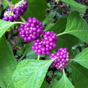 May include: A branch of a plant featuring clusters of small, vibrant purple berries arranged along the stem, interspersed with bright green, serrated leaves that have visible veins and a slightly textured surface with small water droplets.