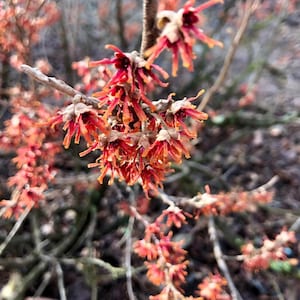 May include: Close-up of a flowering shrub with vibrant red and orange blooms. The flowers have a unique, spidery appearance, with long, thin petals. The branches are brown and the background is blurred, suggesting a natural outdoor setting.