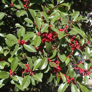 American Holly - Greenleaf - 4&quot; Pot - Ready To Grow For You!
