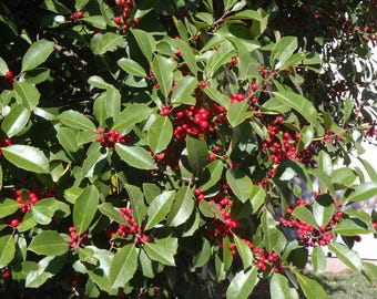 Ilex Aquifolium 'argentea Marginata' - Variegated English Holly - Live  Plant - 4 Pot - Etsy