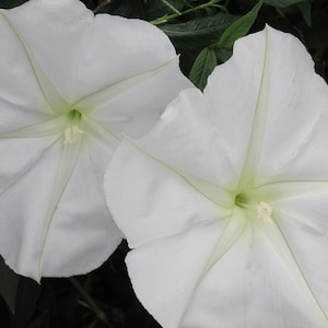 Moon Vine - Night Blooming, Tropical with Fragrant White Flowers, Pkt. 20 Seeds