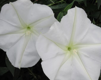 Moon Vine - Night Blooming, Tropical with Fragrant White Flowers, Pkt. 20 Seeds