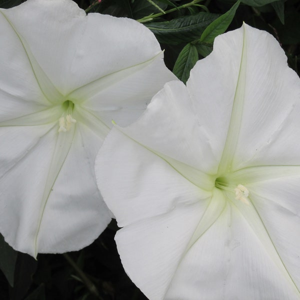 Moon Vine - Night Blooming, Tropical with Fragrant White Flowers, Pkt. 20 Seeds
