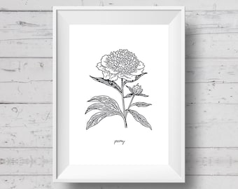 Op de afbeelding: Een zwart-witte lijntekening van een pioenroos met bladeren en een knop. Het woord "pioenroos" staat onder de bloem.