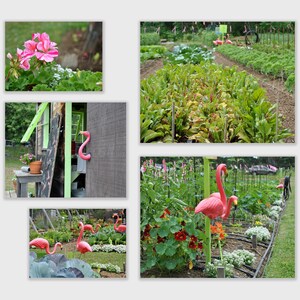 Maine Farm Photos- Flamingos (5 Photo Package) - Printable Wall Art, instant digital download