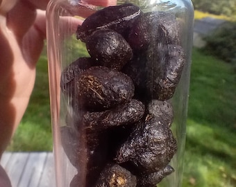 Deer Droppings in Glass Vial – Natural Curio Oddity Specimen