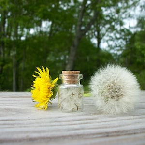 Pocket Magic Jar – Tiny Intention/wish Jar with Dandelion Seeds from Maine