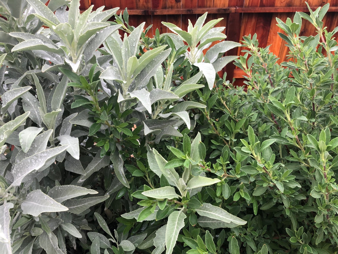 WANDERING SAGE Black Sage White Sage Hummingbird Sage Etsy