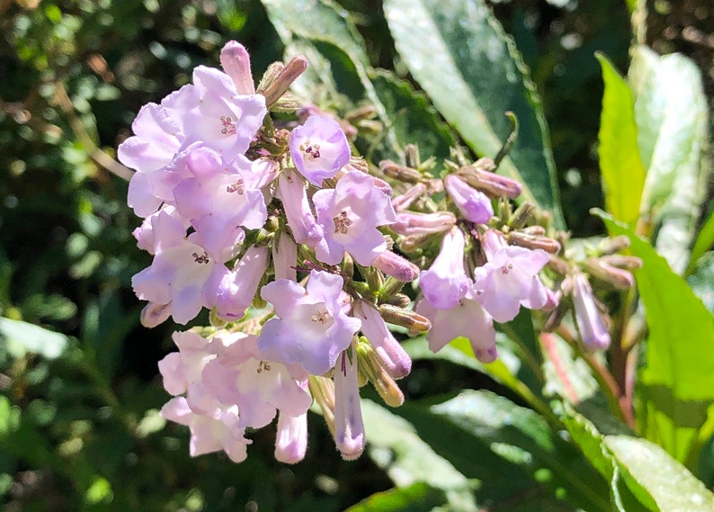 BREATHE EASY ELIXIR Mullein Elderflower Goldenrod Hyssop Etsy