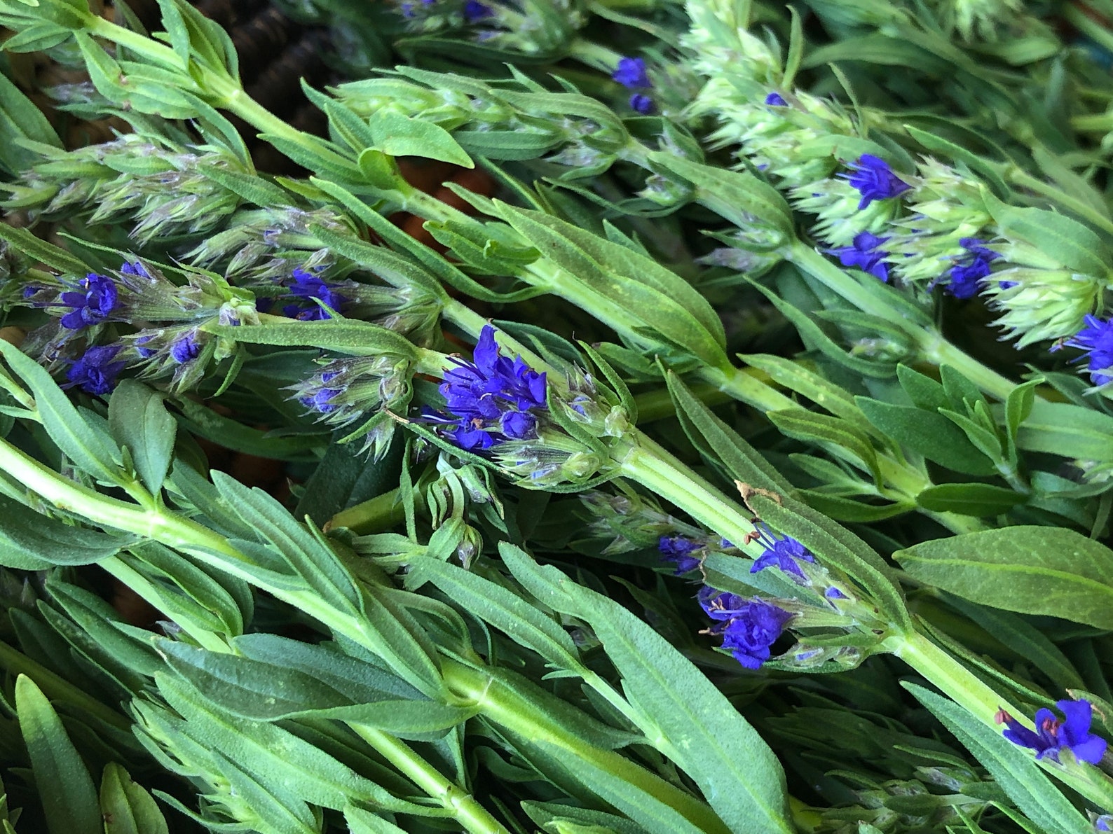 BREATHE EASY ELIXIR Mullein Elderflower Goldenrod Hyssop Etsy