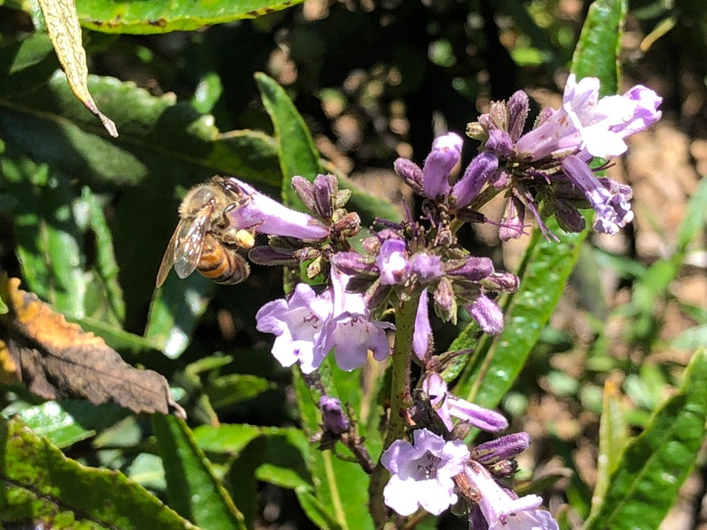 BREATHE EASY ELIXIR Mullein Elderflower Goldenrod Hyssop Etsy